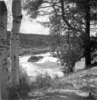 SKOG ÄLV