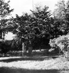 KVINNA TRÄDGÅRD