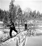 VINTERBILD SKIDÅKNING IDROTTSMÄN