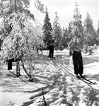 VINTERBILD SKIDÅKNING IDROTTSMÄN