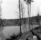 SJÖ BARRSKOG