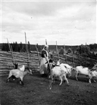 FÄBOD FÄBODPIGA GET