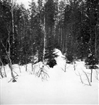 VINTERBILD SKOG