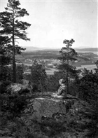 KVINNA LANDSBYGDSBEBYGGELSE SKOG