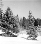 VINTERBILD BARRTRÄD