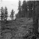 GRAVFÄLT SKOG ARKEOLOGI GRAVHÖG