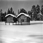VINTERBILD FRILUFTSMUSEUM FRILUFTSMUSEUM HÄRBRE