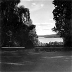 TRÄDGÅRD