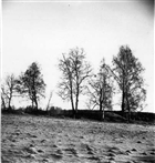 GRAVFÄLT