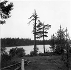 SJÖ SKOG