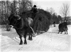 VINTERBILD HÖTRANSPORT OXTRANSPORT