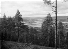 LANDSBYGDSBEBYGGELSE SKOG