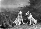 HUND HUNDPORTRÄTT