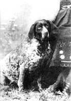 PORTRÄTT HUND