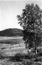 ÅKERMARK SKOG