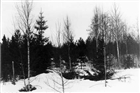 VINTERBILD SKOG