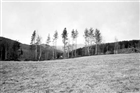 SKOG