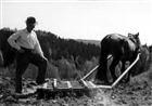 JORDBRUKSARBETE HÄST MAN