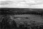SKOG