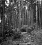 GRAVFÄLT