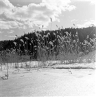 VINTERBILD ISBLOMMA