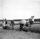 ROTFRUKTSODLING GRUPPORTRÄTT HÄST