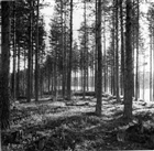 GRAVFÄLT SKOG ARKEOLOGI GRAVHÖG