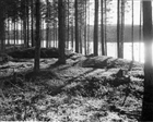 GRAVFÄLT SKOG ARKEOLOGI GRAVHÖG