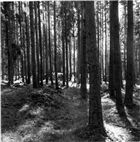 ARKEOLOGI GRAVHÖG BARRSKOG GRAVFÄLT
