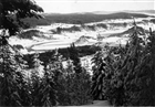 SKOG VINTERBILD