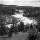 SKOG ÄLV