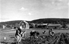 POTATISSKÖRD BONDGÅRD KVINNA MAN