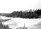 FORS SKOG