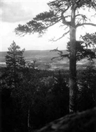 BARRSKOG SKOGSBYGD