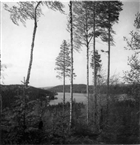 SKOG SJÖ