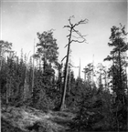 BARRSKOG