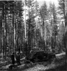 BARRSKOG