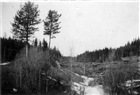 SKOG