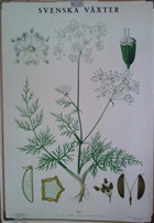 Skolplansch
